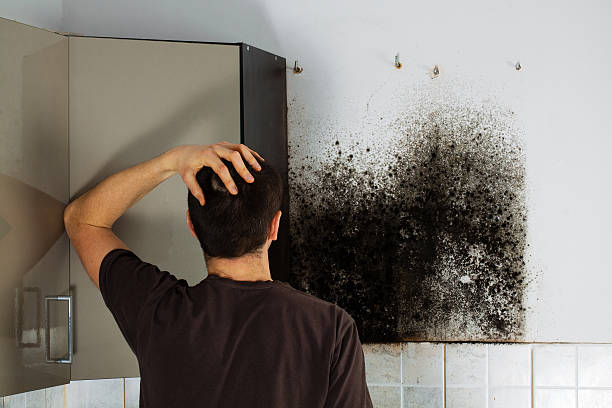Best Black Mold Remediation in Searles Valley, CA